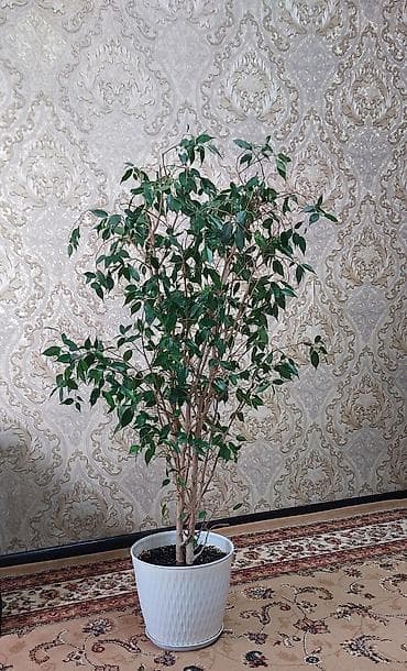 фикус бенжамин: Продаётся фикус Бенджемина, высота 140 см, очень красиво смотрится в — 1