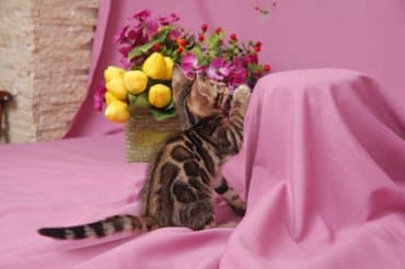 продажа породистых кошек: Друзья !!! долгожданный помет . Бенгальские котята . от самых — 2