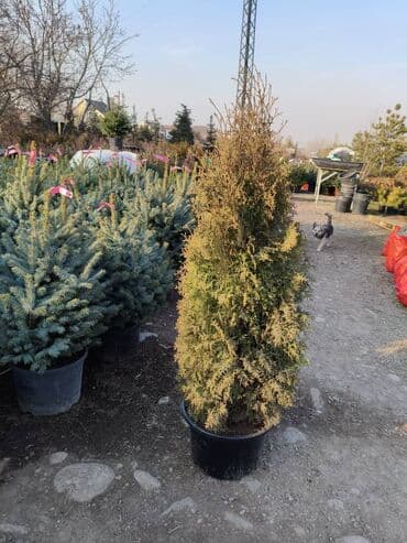 домашние растение: Туя западная Smaragd (Thuja occidentalis ‘Smaragd’) — вечнозелёная — 15