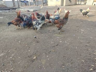 А/ч жаныбарларын сатам: Сатам | Короздор | Көбөйтүү үчүн — 2