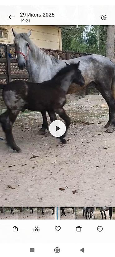 усыпление животных бишкек: Продаю | Кобыла (самка) | Для разведения | Племенные — 2