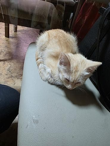 Кошки: Котёнок рыжего окраса (кремово-песочный табби). Короткошёрстный, с — 2