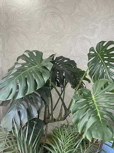 монстеро: Монстера делициоза (Monstera deliciosa), крупное комнатное — 2