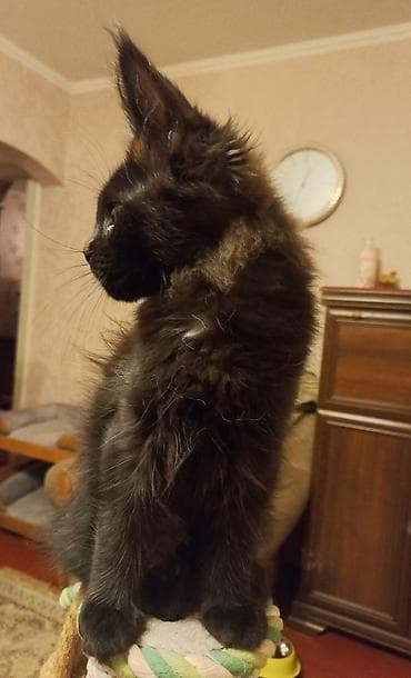 где купить кошку в бишкеке: 🐾🐈Котята мейн-кун готовы к переезду! Отличный помёт с шикарными — 3