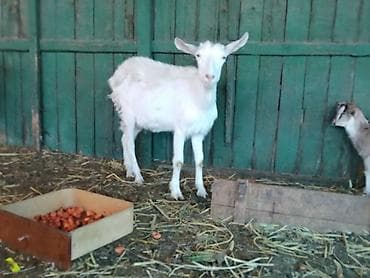 дойную козу: Продаю | Коза (самка) | Для разведения | Племенные, Котные — 8