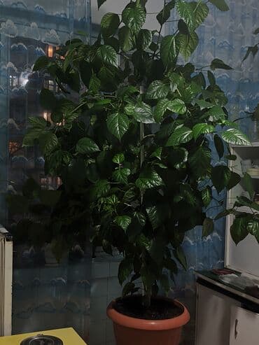 бонсай дерево купить: Гибискус комнатный (китайская роза) в крупном горшке - Высокий — 8