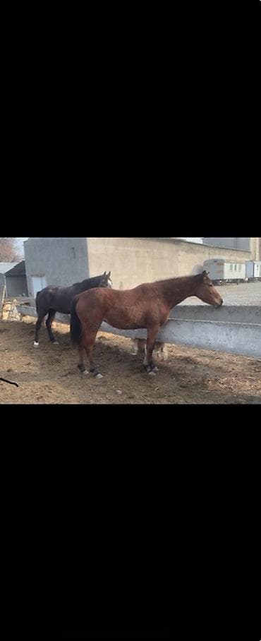 Продаю | Кобыла (самка) | Английская | Для разведения, Конный спорт | Племенные