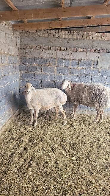 Баран, овца: Продаю | Овца (самка) | Для разведения | Матка — 3
