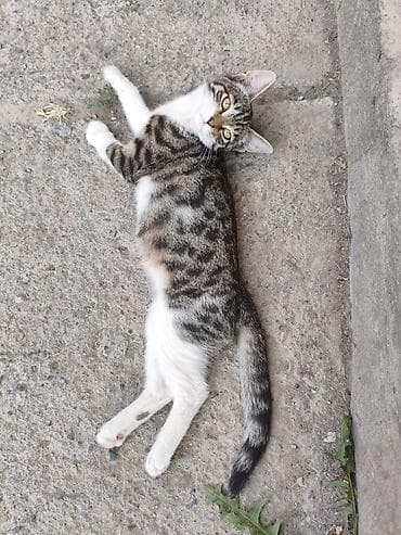 сколько стоит вислоухая кошка: В добрые руки, котёнок - девочка, примерный возраст 3 месяца. Кушает — 3