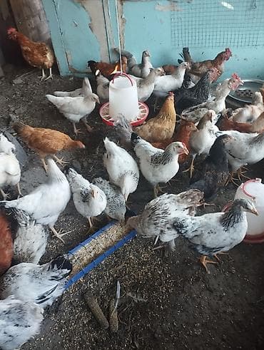 продать животных: Продаю | Куры | Несушки — 3