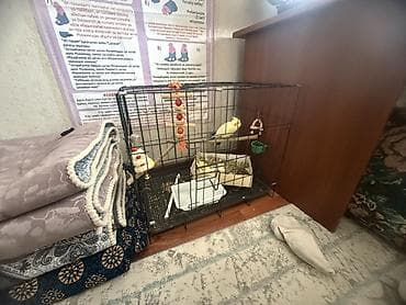 где можно купить клетку для попугая: Клетка для попугаев с аксессуарами Продаю самца кореллы, с игрушками и — 3