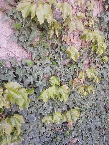 бумажная лоза: Плющ (Hedera helix) — вьющаяся декоративная лиана. 1шт за 50 сом — 2