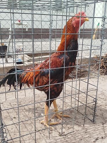 толк кана: Дакан тулок короз сатылат алмашу жолдору бар домашний тооко алмашам — 1