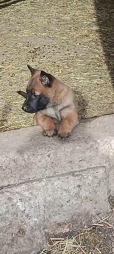 Другие животные: Щенок породы, похожей на бельгийскую овчарку (малинуа). - Окрас — 1