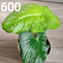 купить аквариумные растения: Комнатные ароидные в горшках — декоративно-лиственные редкие сорта. В — 1
