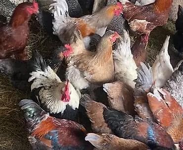 Продаю | Куры, Петух | Домашняя, Кучинская | На забой, Для разведения, Несушки