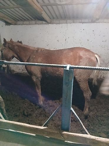 жеребая: Продаю | Жеребец | На забой — 9