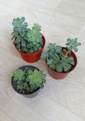 Каменная роза. 100 сом за одно растение. Самовывоз из района