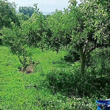 Кыймылсыз мүлк: Продаётся жилой дом с участком и садом. - Дом одноэтажный — 3