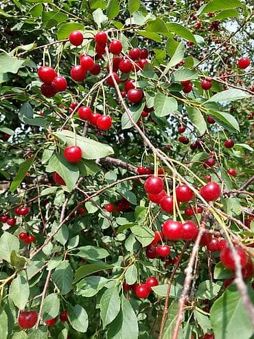 Продаётся вишня (алча) 🍒 по 100 сом за кг. Если сами соберете по 80