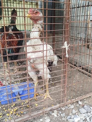 Дакан мекиш сатылат алмашу жолдору бар адрес Бишкек Заря Тынчтык