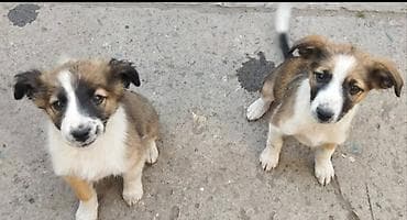 кошки продаются очень бесплатно: Собака даром: 2 месяца, Самка — 3