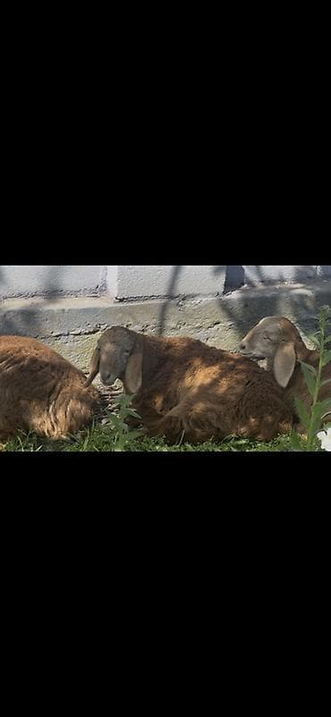 индоутка цыплята: Продаю | Ягненок | Для разведения — 4