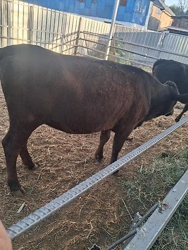 Животные: Продаю | Тёлка | Абердин-ангус | Для разведения | Стельные — 5