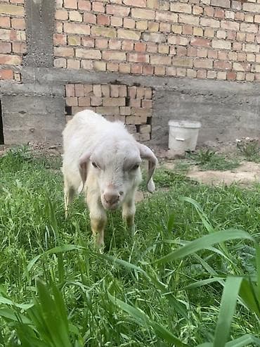 купить ястреба для охоты: Продаю | Козёл (самец), Козлёнок | Для разведения — 6