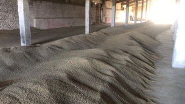 купить саженцы цветов в бишкеке: Коп жылдык эспарцет уругу. Уроончулук чарба "Победитель" Ысыккол обл — 10