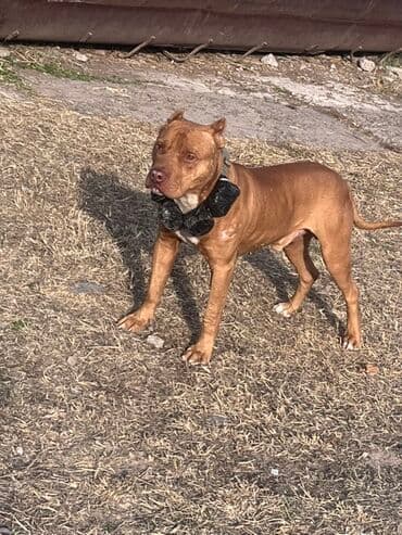 корм для домашних животных: Питбуль, 2 года, Самец, С прививкой — 1