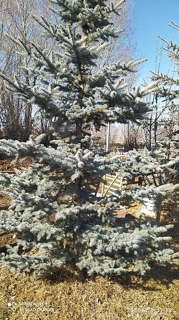 цена кукурузы в кыргызстане 2021: Ель голубая (Picea pungens, голубая ель) 3,4 метровые.цена договорная — 3