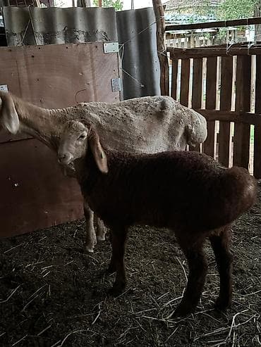 где можно купить перепелов: Продаю | Овца (самка) | Для разведения | Матка — 2