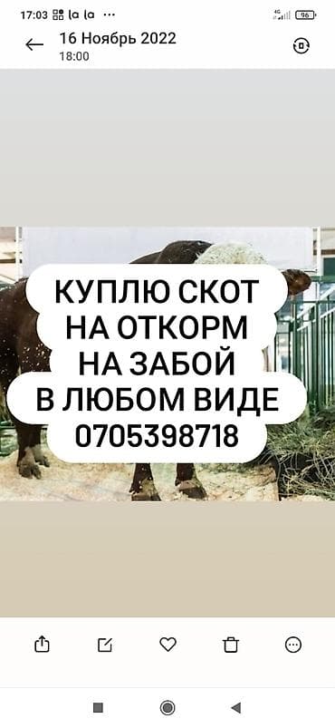 Куплю | Лошади, кони, Коровы, быки, Другие с/х животные | Круглосуточно, Любое состояние, Забитый at lalafo.kg Куплю | Лошади, кони, Коровы, быки, Другие с/х животные | Круглосуточно, Любое состояние, Забитый