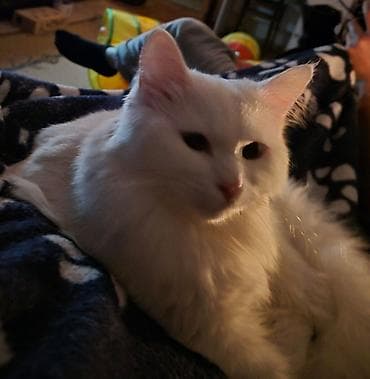 белый мёд: Кошка даром: Ангорская, 9 месяцев, Девочка, Кастрирована, Метис, Приучена к лотку — 6
