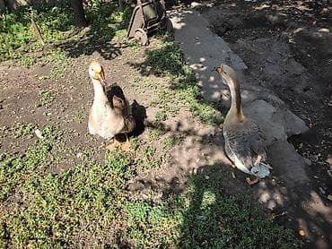 утки мандаринки: Домашние гуси - Порода: линда+крупные серые (характерный «шишак» на — 3