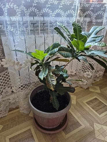 декабрист цветок цена: Продаётся Кротон.Цена 2 000 сом.Бишкек.Самовывоз. К.т. 0-555 812-987 — 2