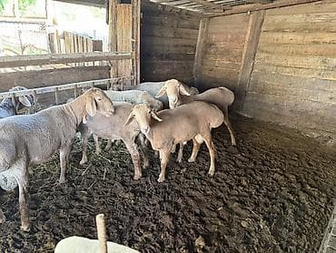 матки пчел: Продаю | Баран (самец) | На забой | Племенные — 4