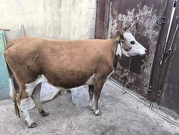 откорм база: Продаю | Тёлка | Симментальская | Для разведения | Нетель — 2