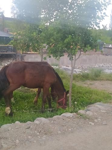 сколько стоит сиамские коты: Продаю | Жеребец | Полукровка | Рабочий — 2