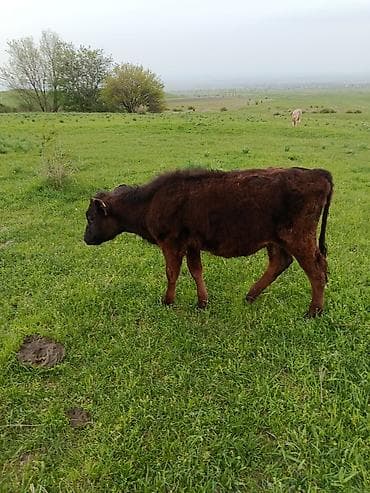 по карова: Продаю | Музоо, торпок | На откорм — 2