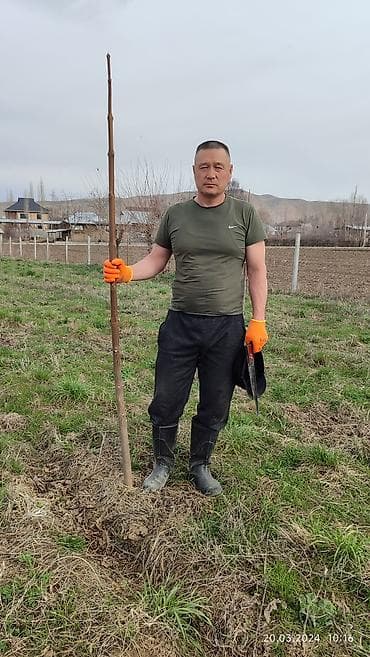 столица текстиля одеяло: Саженцы деревьев: Павловнии, Платная доставка — 9