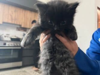 британская короткошёрстная кошка цена: Скотиш Страйт (Шотландская прямоухая), 1 месяц, Девочка, Серый, Метис, Приучена к лотку — 6