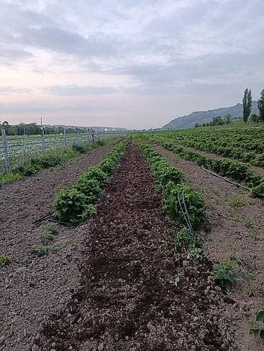 фучика 18 а: 115 соток, Для бизнеса — 4