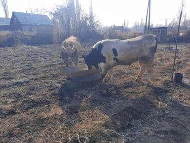 племенные коровы молочные купить: Продаю | Бык (самец) | Голштин | Для разведения | Племенные — 8