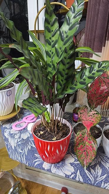 цветы кактус: Хавортия и кактусы — суккуленты для дома и офиса - Хавортия по 350 с — 6