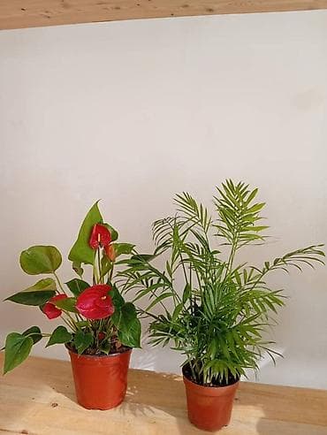 Комнатные растения в горшках Предлагаются декоративные тропические