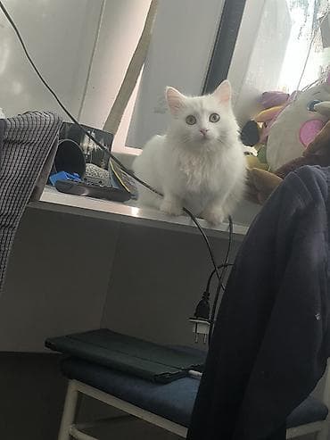 Услуги ветеринара: Белоснежная пушистая кошка с длинной шелковистой шерстью и густым — 6