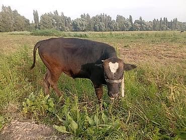 коровы швиц: Продаю | Бык (самец) | Полукровка | На откорм | Привязанные — 5