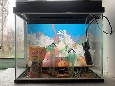 аквариум в бишкеке: Акварюм+филтр+корм+8рыба — 1